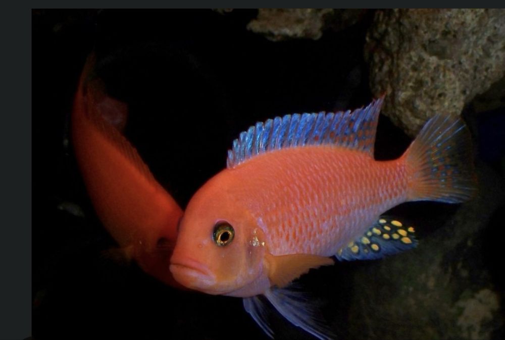 Metriaclima estherae red red zamienie sa roslinki