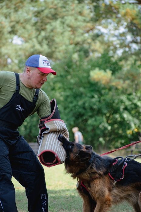 Цуценята німецької вівчарки . Запис