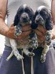 Suczka Cocker Spaniel