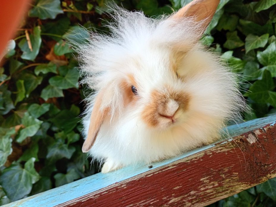 Mini lop baranek Teddy 2 miesiące! Królik miniaturka!! Sliczn