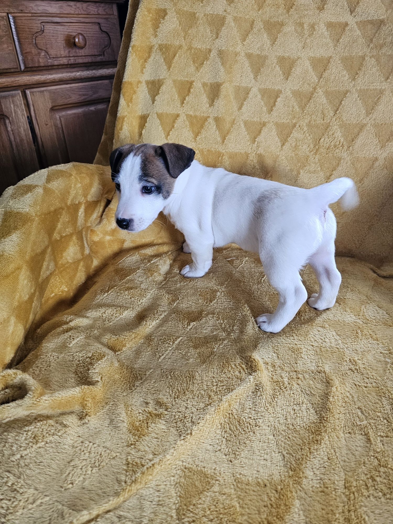 Piesek Jack Russell Terrier