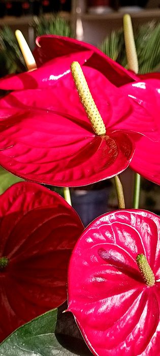 Антуріум червоний