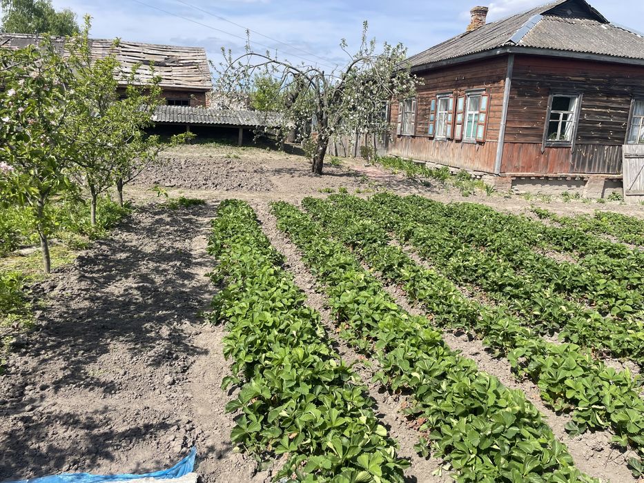 Продам будинок в с. Табаївка (Чернігівський р-н) всього 24км