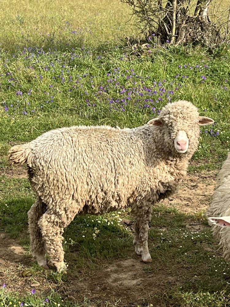 Borregas Merino Precoce