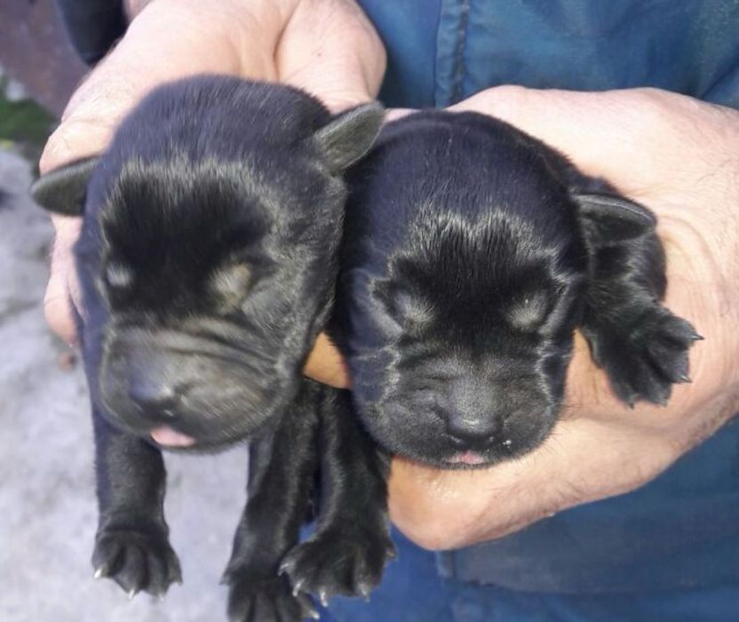 Лабрадор ретривер