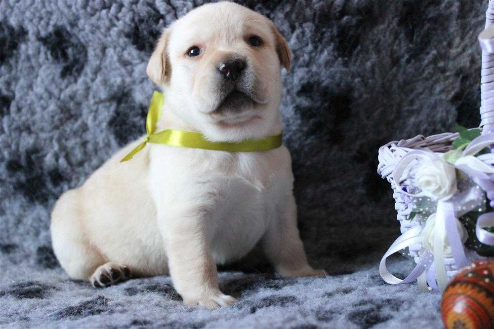 Лабрадор ретривер. Питомник