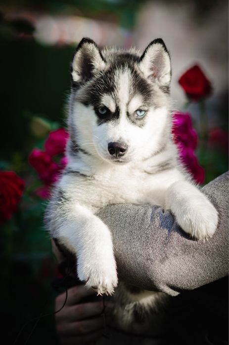 Дівчинка хаскі. КСУ