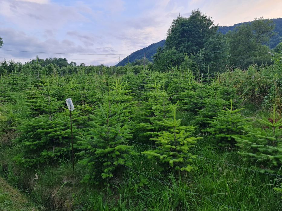 Jodła kaukaska na święta lub do ogrodu!!