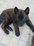 Pastor Belga Malinois