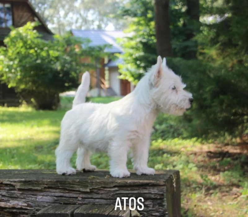 West highland white terrier - piesek ZKWP  FCI