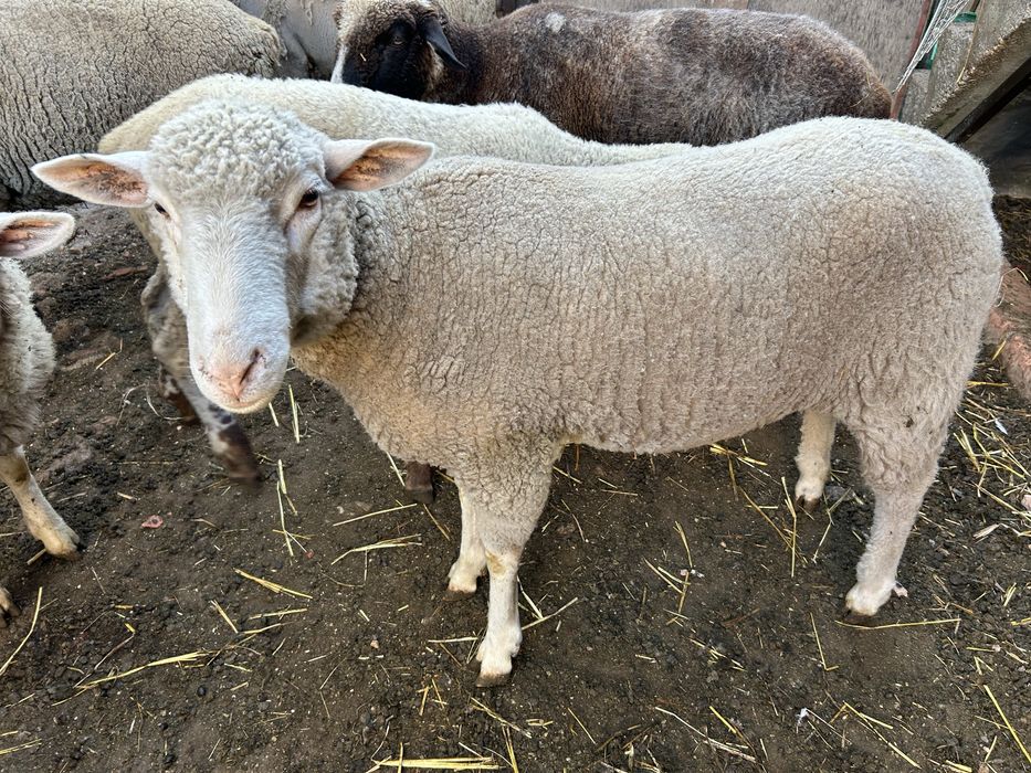 Animais de quinta