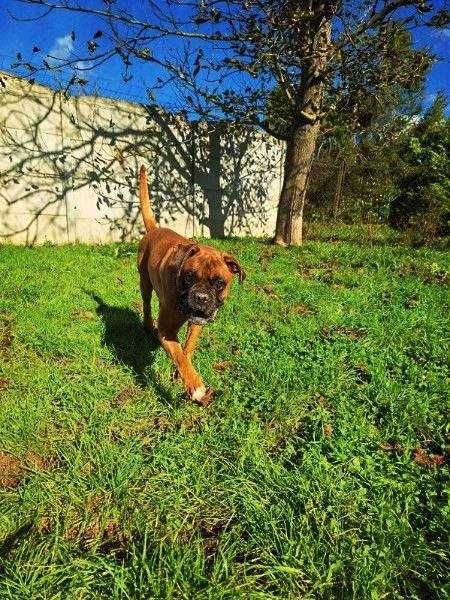 Diego - super pies w typie boksera do adopcji