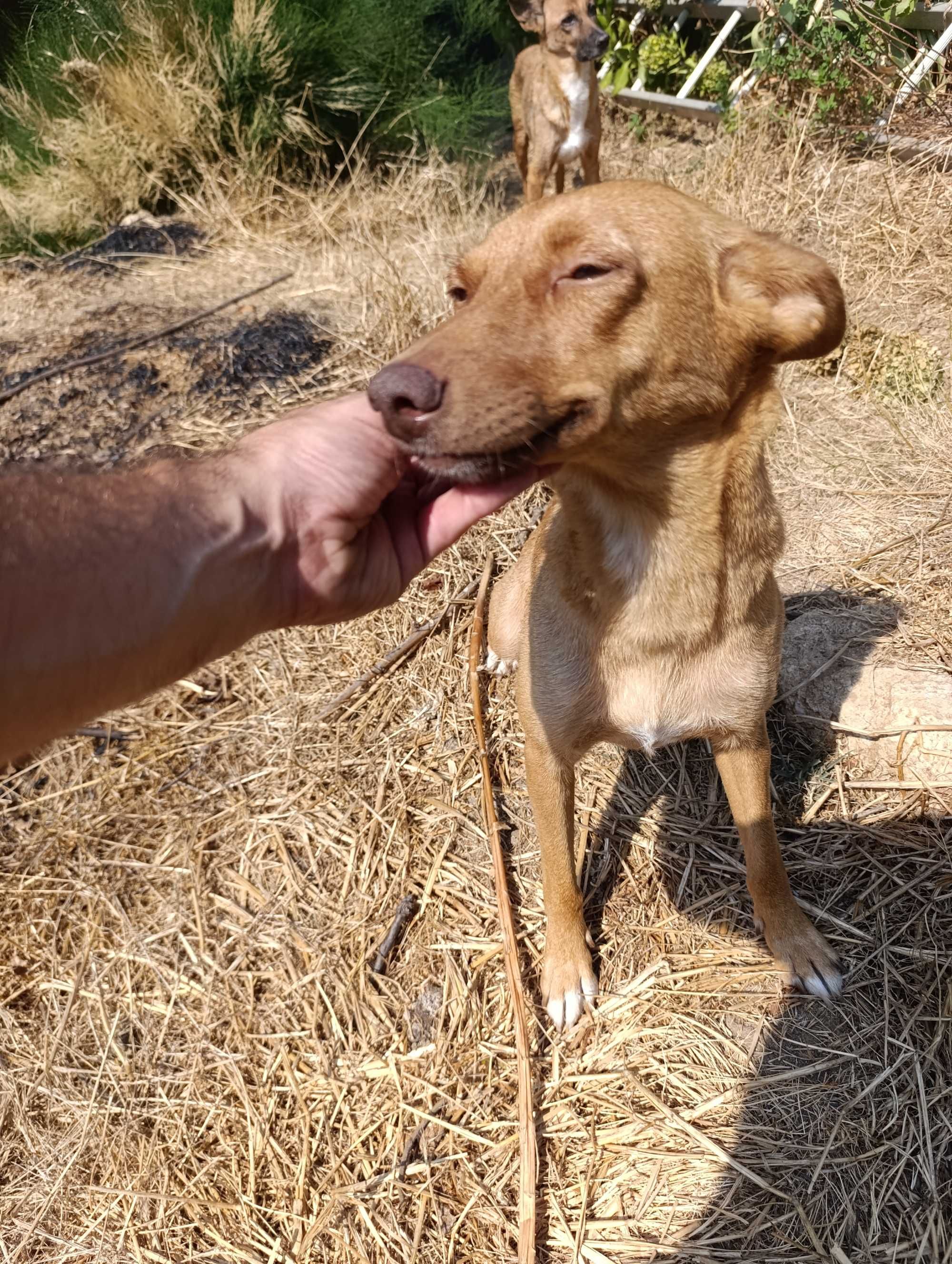 Cães para adopção.