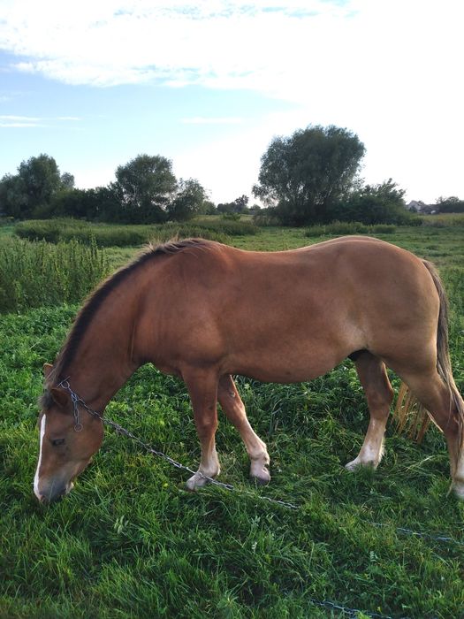 Продам коня. Новоалександровский ваговоз
