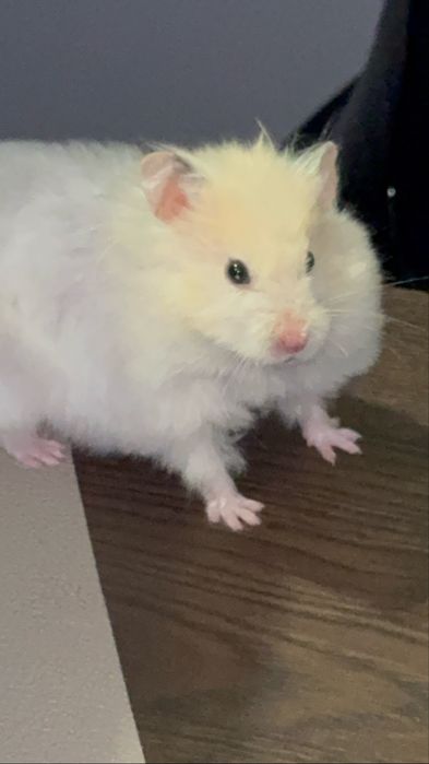 Oddam chomika syryjskiego dlugowlosego ma okolo 7-8 miesiecy