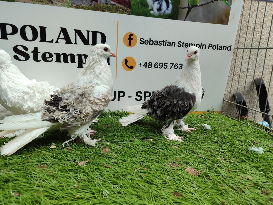 Gołębie. Loczki. Loczek. Możliwy transport