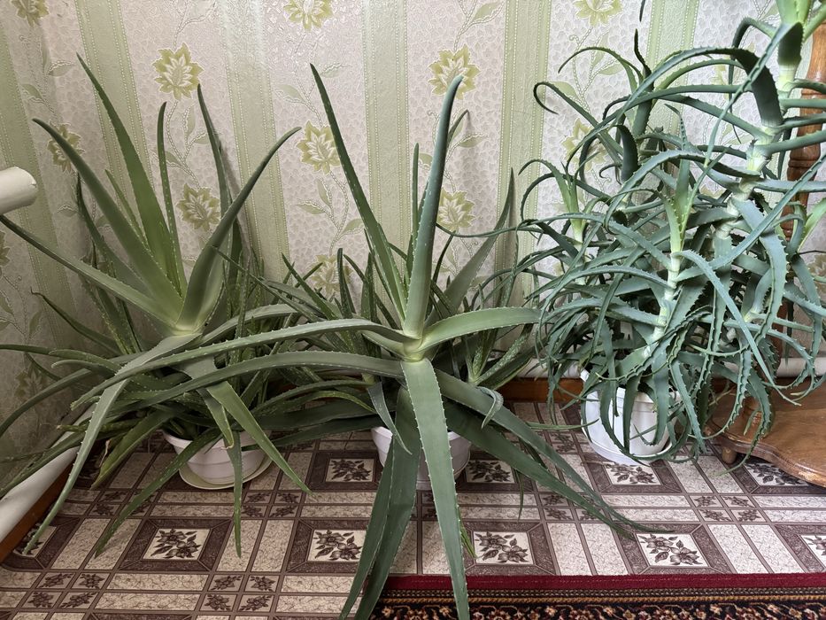 Алоє в горщиках, вік більше 3 років