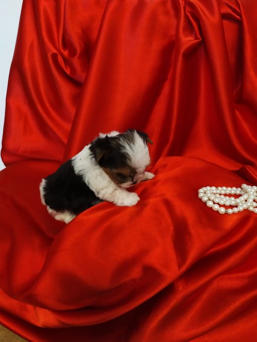 Bardzo maleńki samczyk z metryką ZkwP/FCI Biewer Yorkshire terrier.