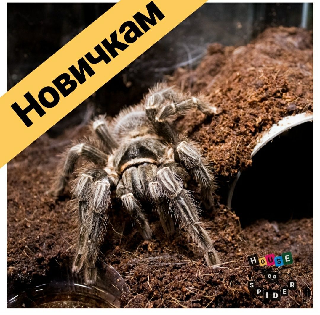 Lasiodora parahybana взрослые самки паука птицееда для новичков