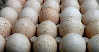 Jaja lęgowe indyk indyków indyczek indyczki staropolskie staropolskich