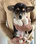 Welsh Corgi Pembroke samiec piesek szczeniak