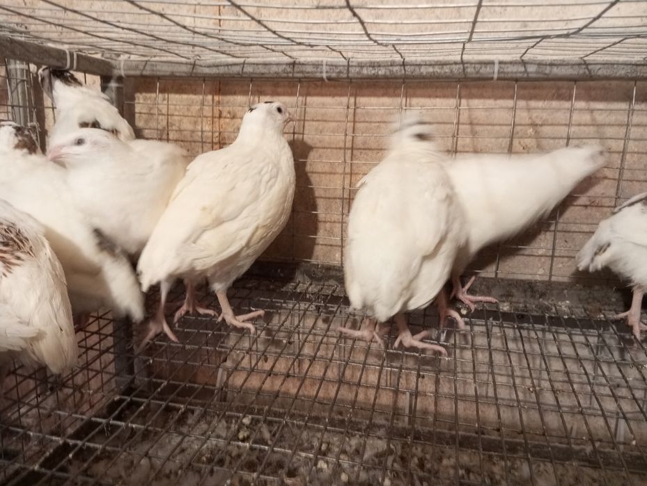 Продам перепелов Техас от суточного до несушки