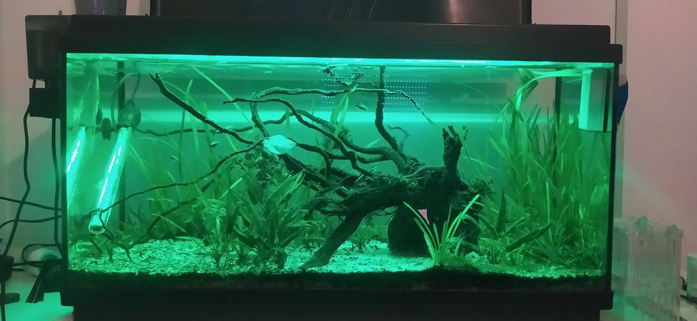 Aquário completo 90litros, 1 ano de uso