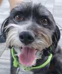 Piękny mały piesek jak Hawańczyk York Shihtzu szuka domu Adopcja Oddam