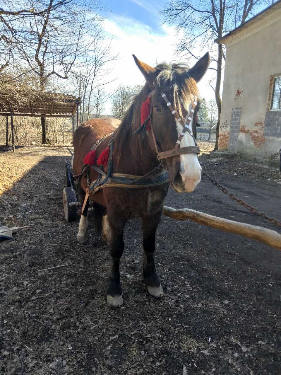 Продам добру кобилу