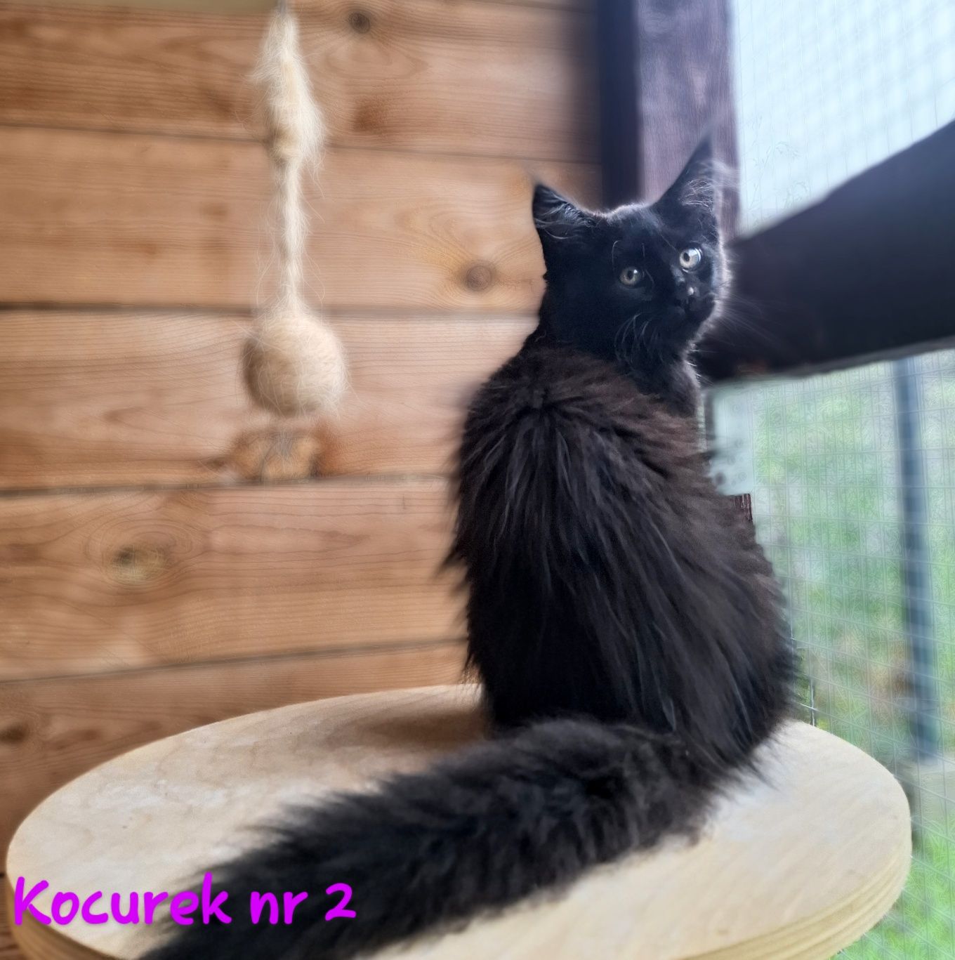 Śliczne kocurki Maine Coon FPL