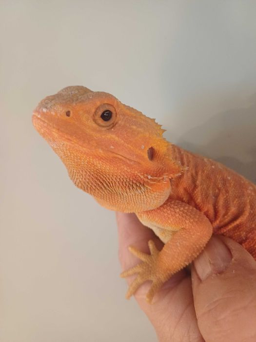 Agamy brodate pomarańczowo-czerwone samczyki.