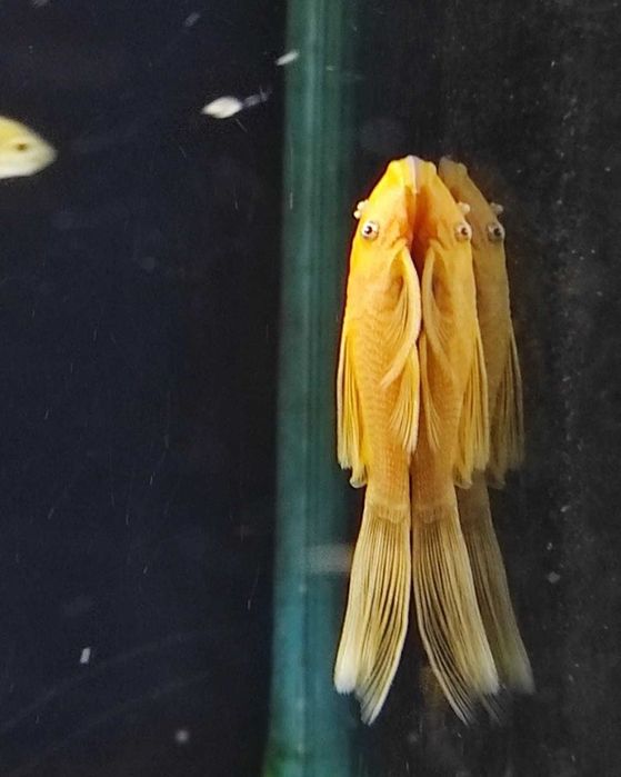 Ancistrus long fin / lemon / snow white