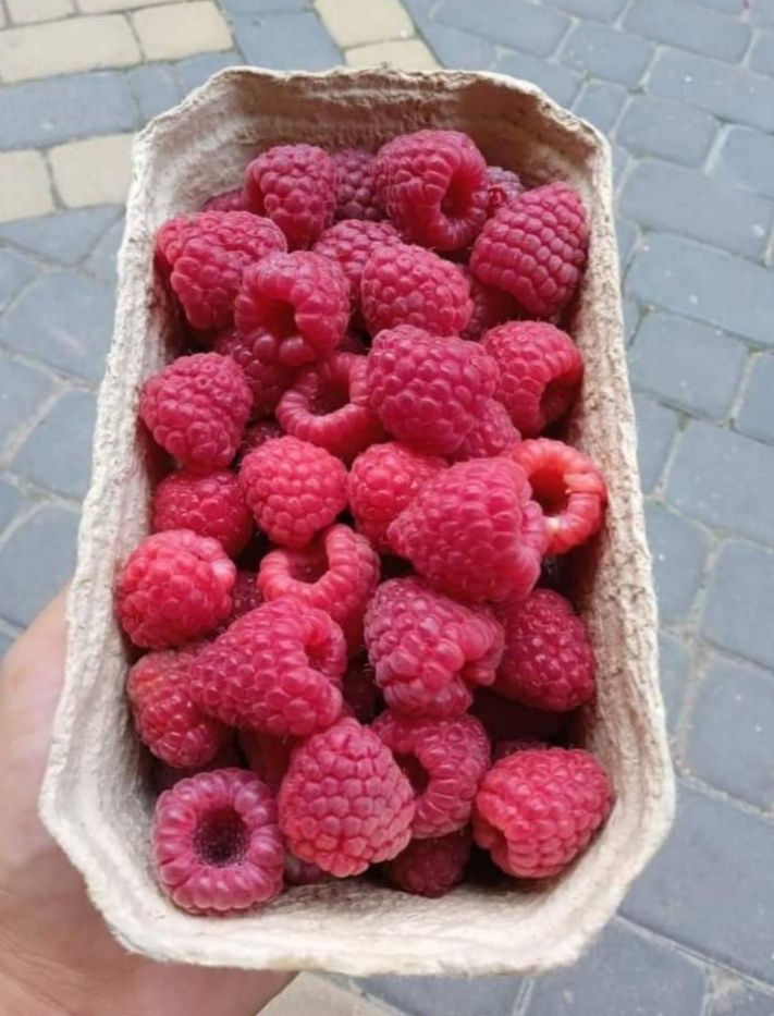 Sadzonki truskawek odmiana senga marmolada Honeoye oraz posiadam na sp