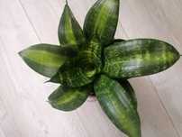 Sansevieria#Seibert#Nadwyzka#Sprzedam#