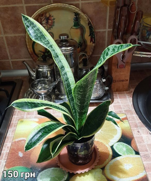 Сансевієрія Futura Superba