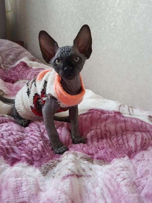 Котята Канадского Сфинкса и Эльфы из питомника.