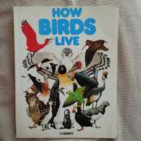 How Birds Live Usborne