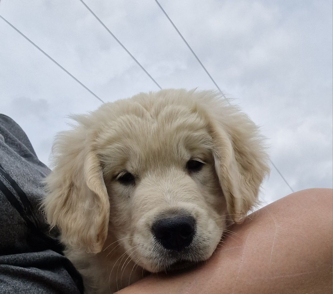 Samiec szczeniak golden retriever