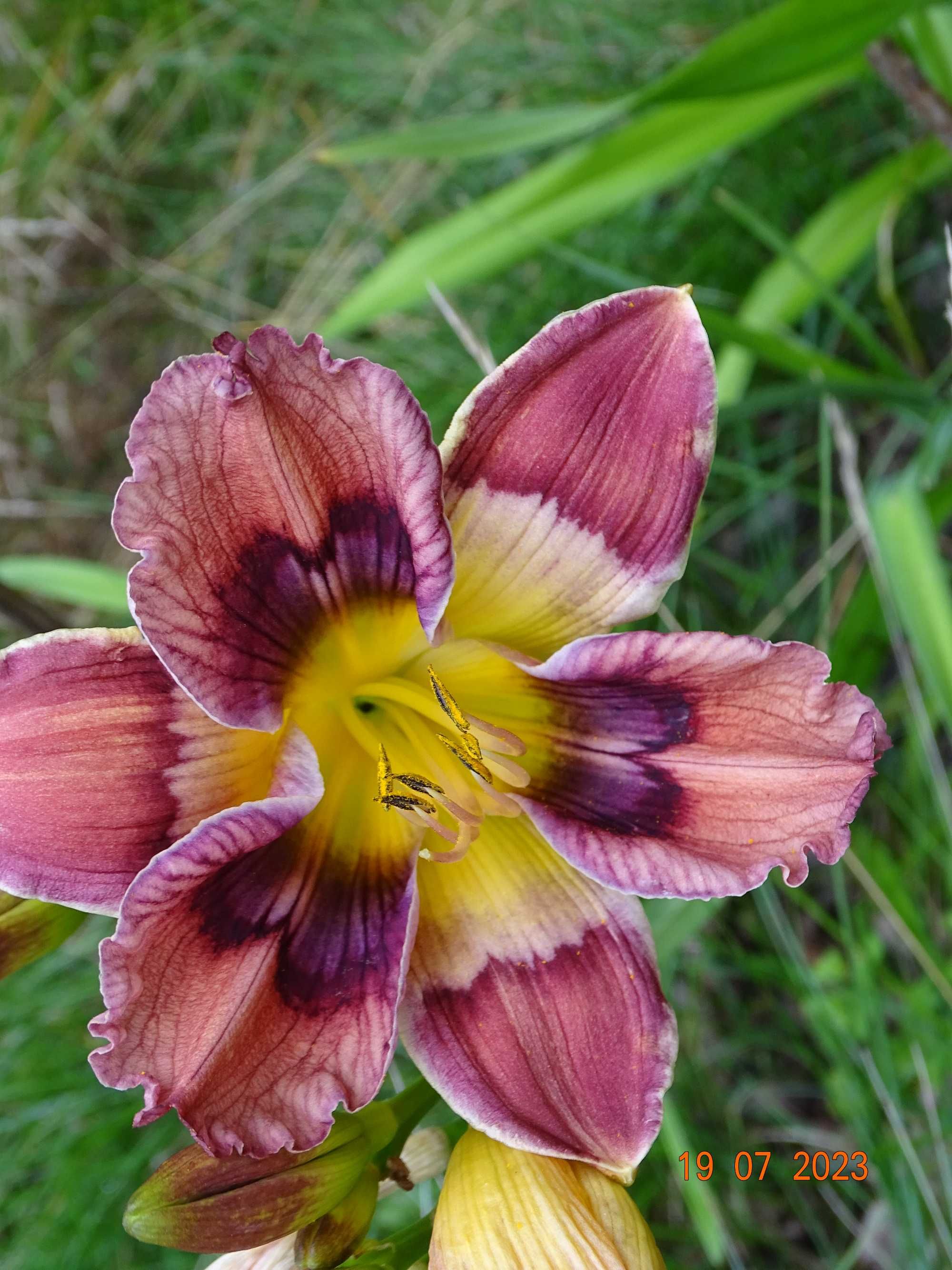 Liliowce – nowe, unikalne odmiany!