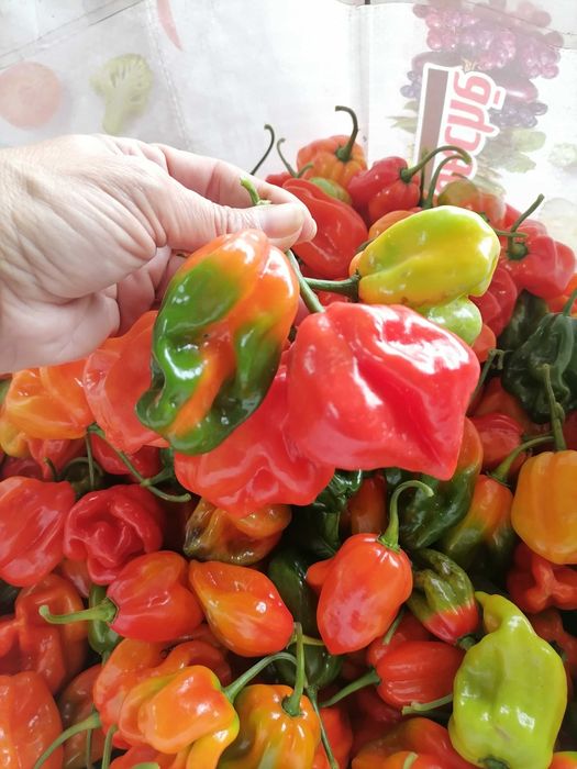 Ají Dulce Venezolano