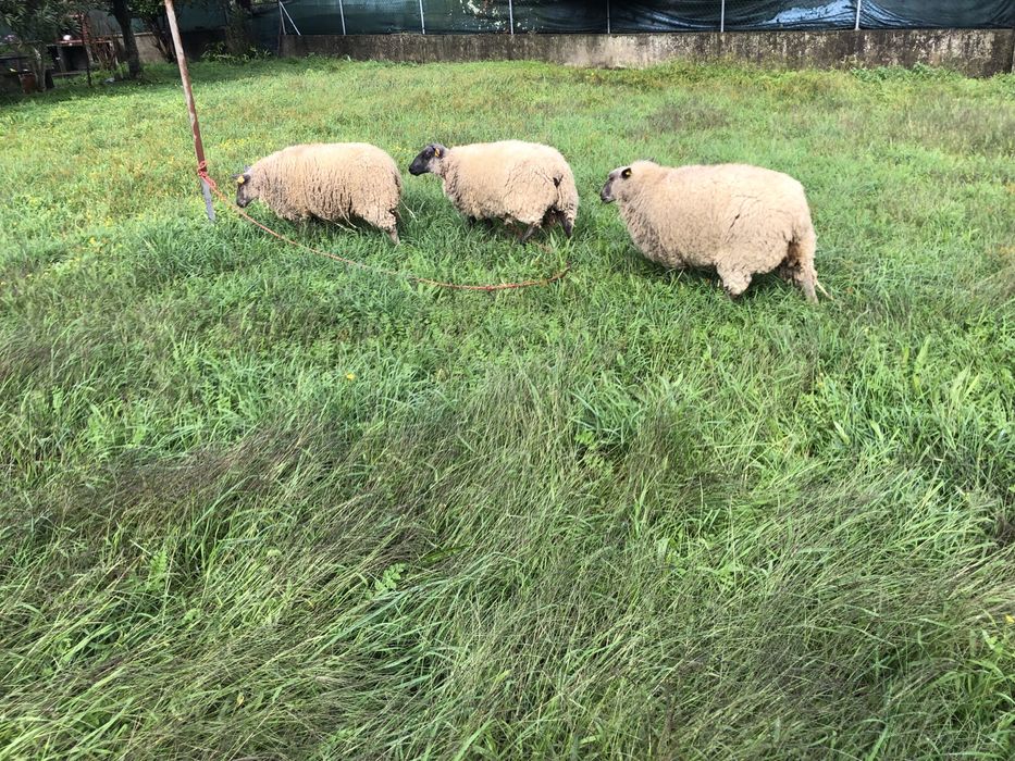 Vendo casal de ovinos  Blue de maine .