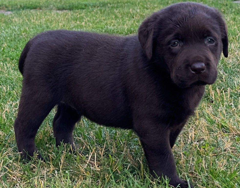 Śliczny labrador już do odbioru!!