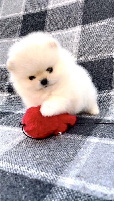 Померанская куколка