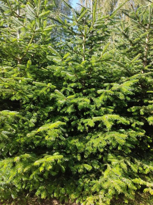 Sprzedam gałęzie jodły kaukaskiej.