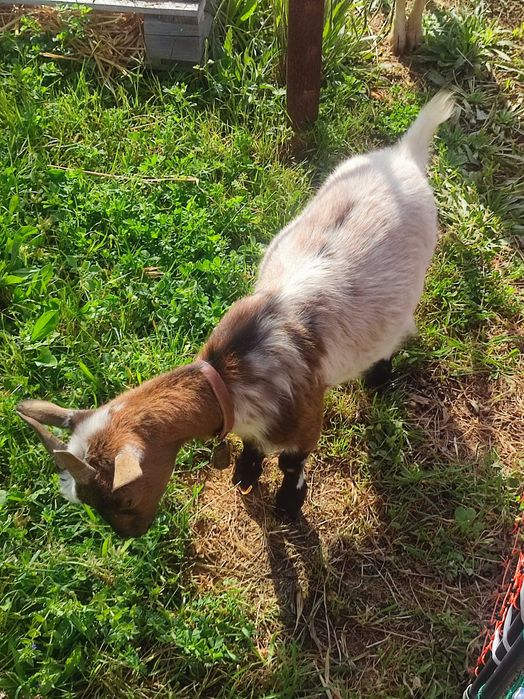 Cabras Anãs para Venda – Fêmeas Jovens, Saudáveis e Muito Mansas