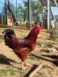 Ovos de galinhas de raça pura e pintos, Rhode Island Red