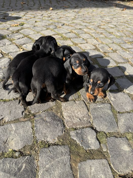 Продам щенят такси