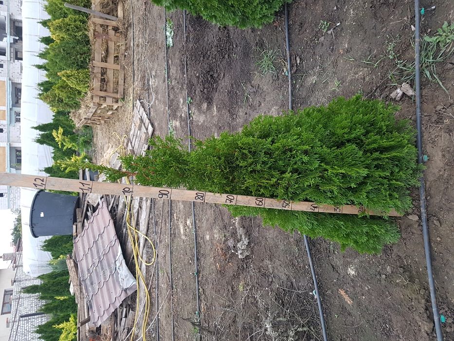 Туя западная смарагд 140-160см.