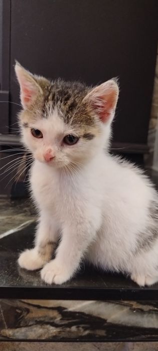 Oddam kotka w dobre ręce