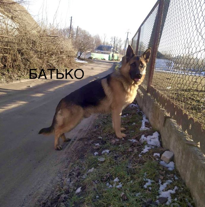 Цуциня німецької вівчарки